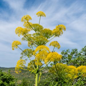 galbanum