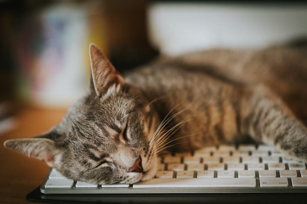 Eine Katze schläft auf einer Tastatur. 